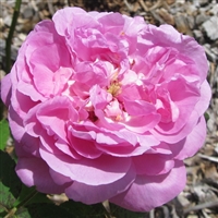 La Reine roses