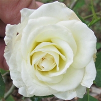 Lamarque roses