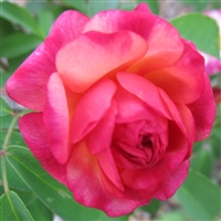Leonie Lamesch roses