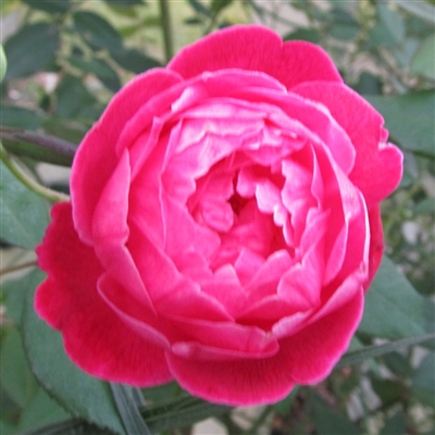 Louis Philippe roses