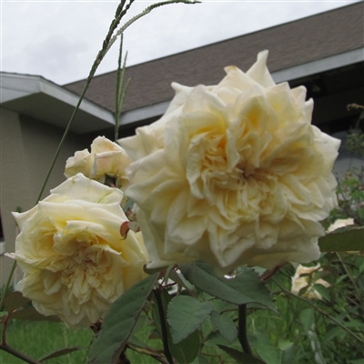 Madame Achille Fould rose plants
