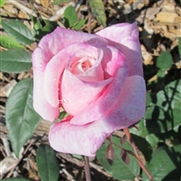 Madame Antoine Mari roses