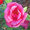 Madame Antoine Rebe Roses