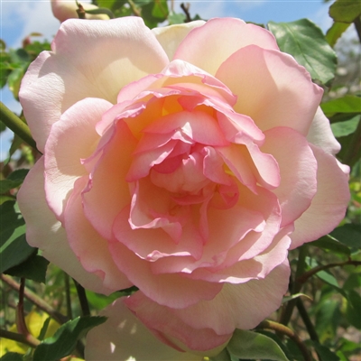 Madame Joseph Schwartz roses