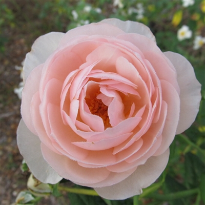 Madame Pierre Oger roses