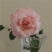 Maman Cochet roses