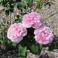 Marchesa Boccella Roses
