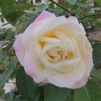 Marie van Houtte roses