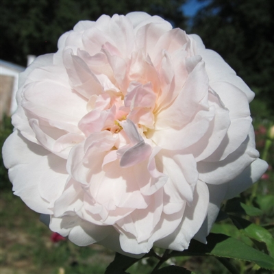 Mme Alfred Carriere roses