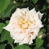 Mme Charles roses