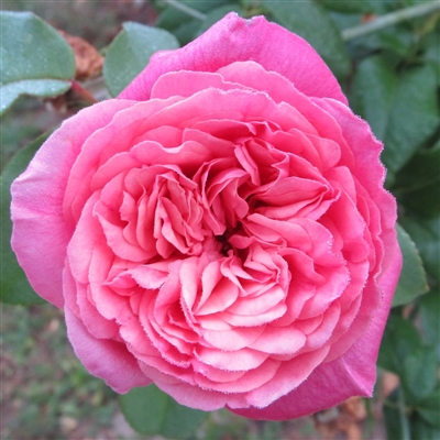 Mons Tillier roses