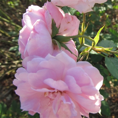 Mrs Woods' Lavender-Pink Noisette roses