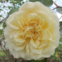 Mrs. Dudley Cross roses