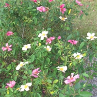 Mutabilis roses