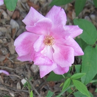 Old Blush roses