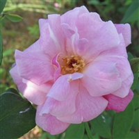 Old Blush, Climbing Roses