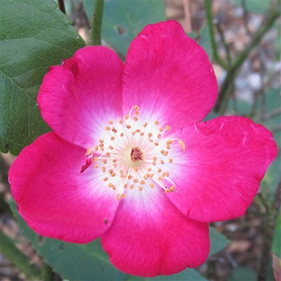 Old Gay Hill Red China roses