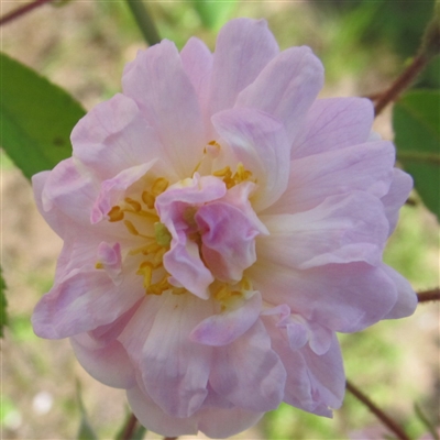 Paul's Himalayan Musk Rambler roses