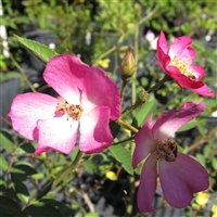 Pink Clouds roses