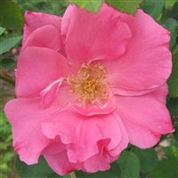 Prairie Breeze roses