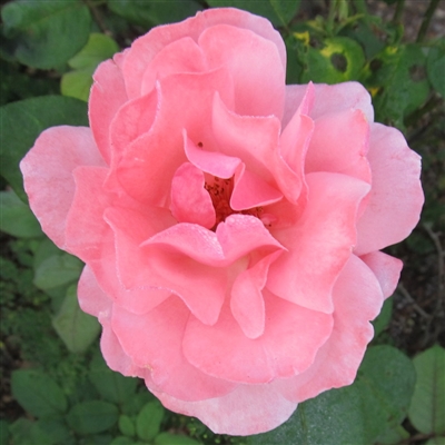 Queen Elizabeth roses
