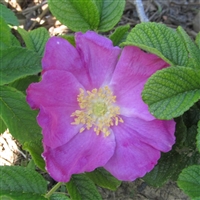 R. Rugosa Rubra roses