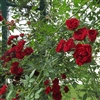 Red Cascade Roses