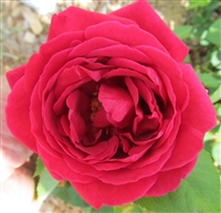 Rhode Island Red roses