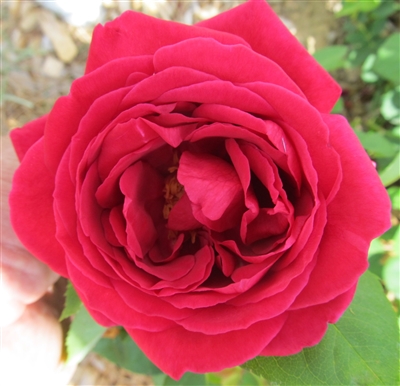 Rhode Island Red roses