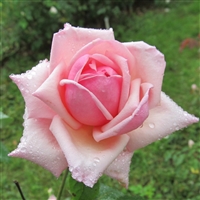 Rhodologue Jules Gravereaux roses