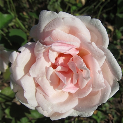 Rock Hill Peach Roses