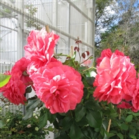 Rosarium Uetersen roses