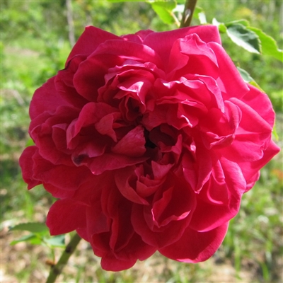 Rose du Roi roses