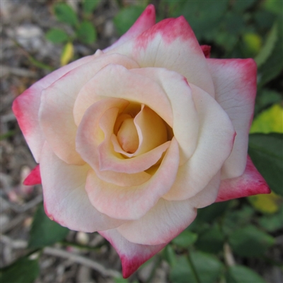 Rosette Delizy roses