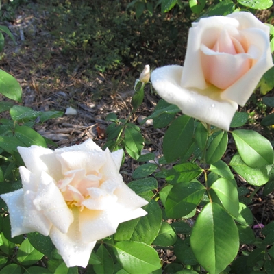 Safrano roses