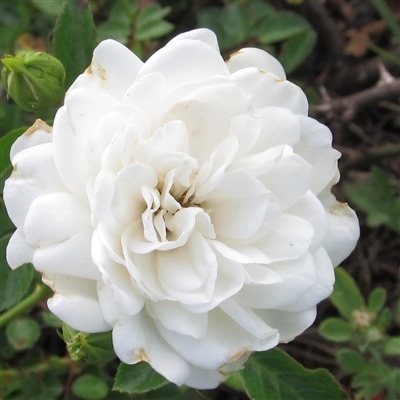 Sea Foam roses