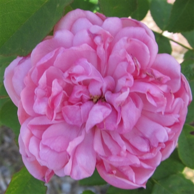 Sidonie roses