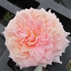 Sui Mei Ren Roses