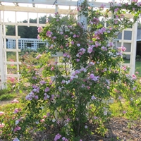 Tausendschon roses