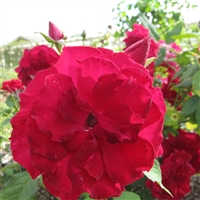 Valentine rose plants