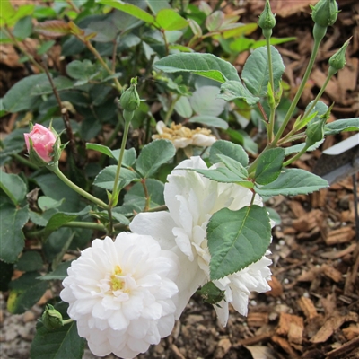 White Pet Roses