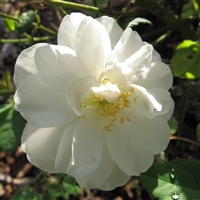 Xochimilco roses