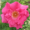 ZÃ©phirine Drouhin roses