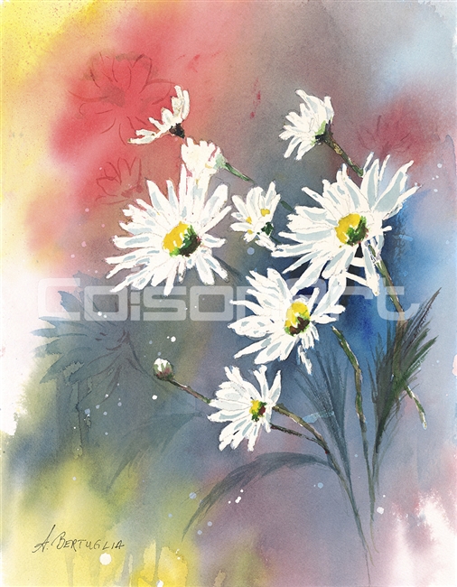 Anthony Bertuglia Daisies