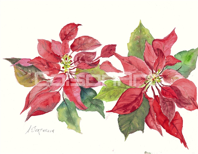 Anthony Bertuglia Poinsettias