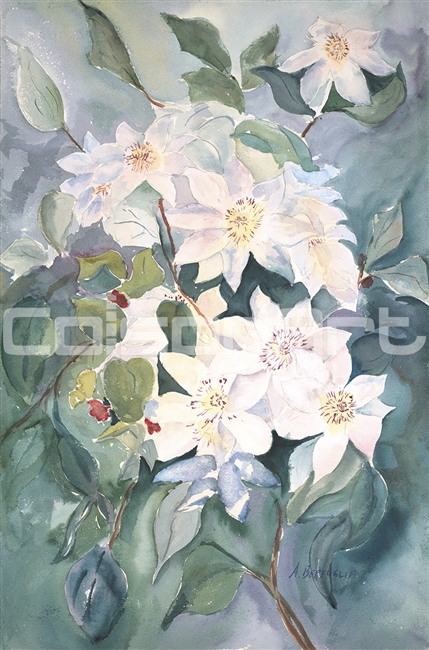 Anthony Bertuglia White Clematis