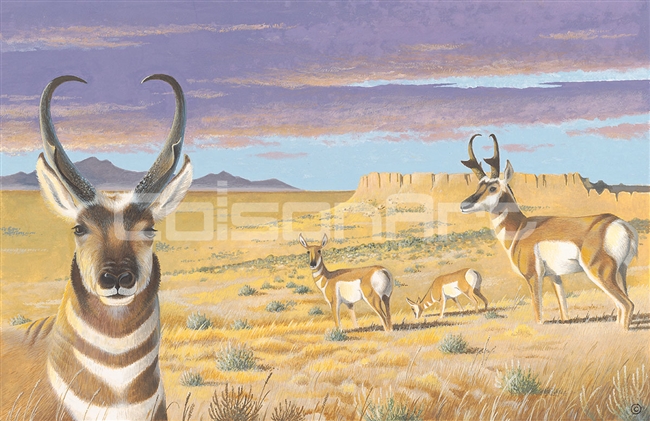 Ben Culverhouse Pinedale Pronghorns