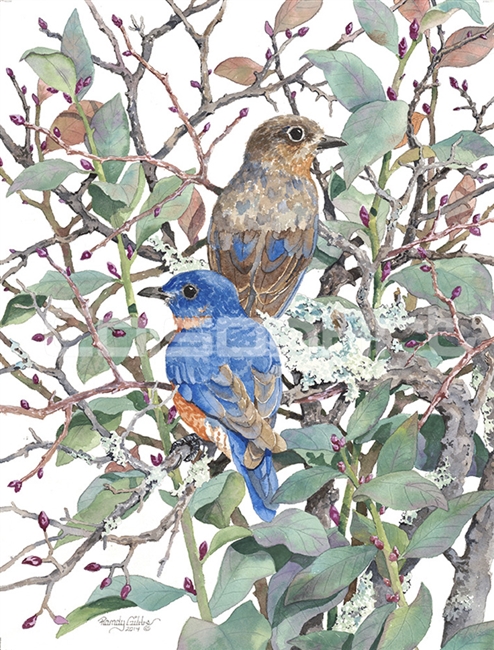 Randy Gibbs Bluebirds