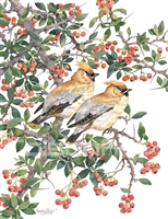 Randy Gibbs Cedar Waxwings