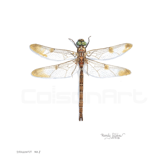 Randy Gibbs Dragonfly #1